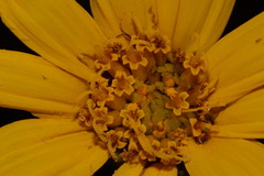 Wyethia arizonica