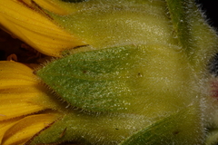 Wyethia arizonica
