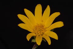 Wyethia arizonica