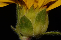 Wyethia arizonica