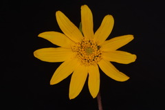 Wyethia arizonica