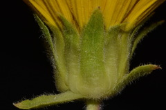 Wyethia arizonica