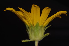 Wyethia arizonica