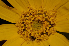 Wyethia arizonica
