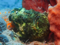 Antennarius multiocellatus