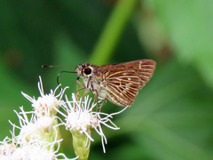 Vehilius stictomenes stictomenes