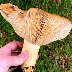 Lactarius