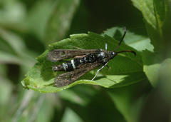 Sesiinae