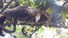 Arctictis binturong