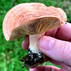 Lactarius