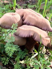 Laccaria amethysteo-occidentalis