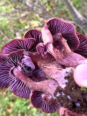 Laccaria amethysteo-occidentalis