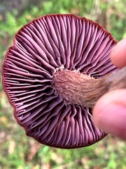 Laccaria amethysteo-occidentalis