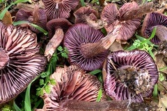 Laccaria amethysteo-occidentalis