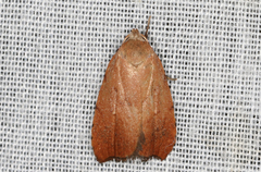 Tortricopsis semijunctella