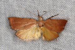 Tortricopsis semijunctella