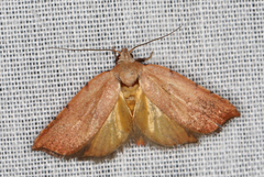 Tortricopsis semijunctella