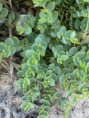 Euphorbia degeneri