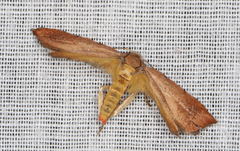 Tortricopsis semijunctella