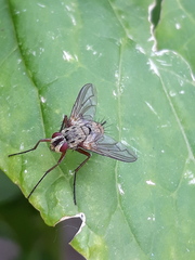 Dexia rustica