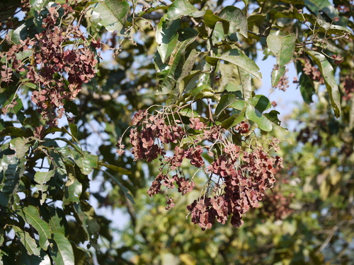 Terminalia paniculata (Terminalia paniculata)