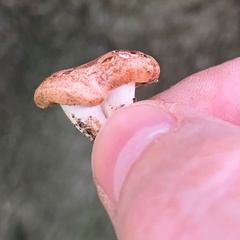 Lactarius