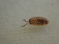 Porcellio scaber