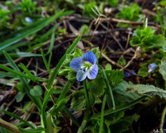 Veronica persica