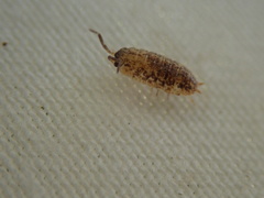 Porcellio scaber