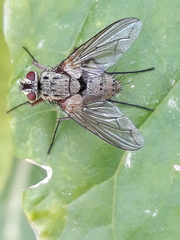 Dexia rustica