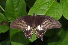 Papilio polytes stichius