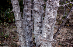 Cnidoscolus quercifolius