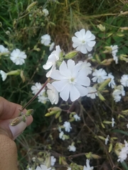 Silene latifolia