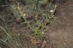 Cirsium tracyi