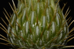 Cirsium tracyi