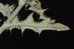Cirsium tracyi