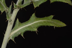 Cirsium tracyi