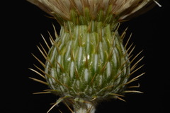 Cirsium tracyi