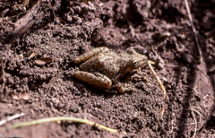 Scinax fuscovarius