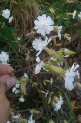 Silene latifolia