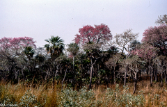 Handroanthus heptaphyllus