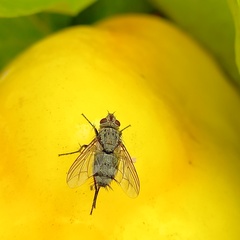 Microphthalma europaea