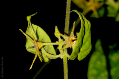 Oxypetalum wightianum