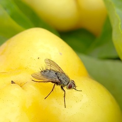 Microphthalma europaea