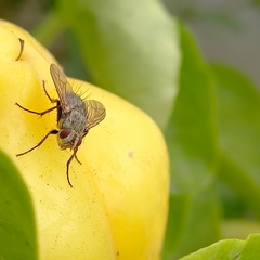 Microphthalma europaea