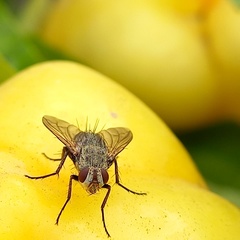 Microphthalma europaea