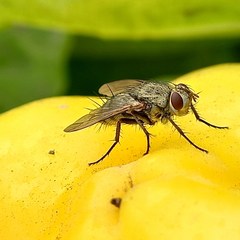 Microphthalma europaea