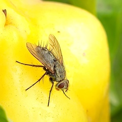 Microphthalma europaea