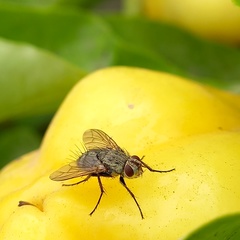 Microphthalma europaea