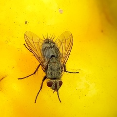 Microphthalma europaea